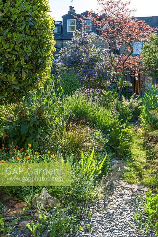 View of a long narrow town garden in Cambridge. Serpentine path, Cercis canadensis 'Forest Pansy', lavenders, foxgloves, Solanum crispum, grasses and poppies
