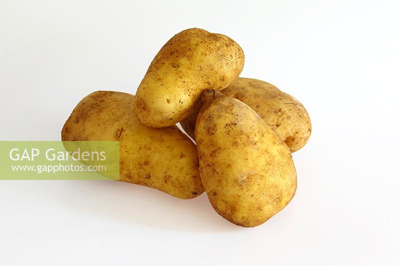 Solanum tuberosum 'Agria' - Potato - variety popular amongst Dutch potato farmers to supply cafes and bars to make chips