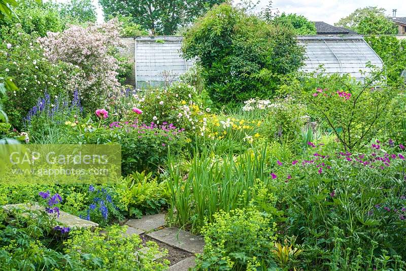 View of walled garden with wide range of herbaceous perennials including: Iris, Geraniums, Paeonia, Alchemilla, Hemerocallis and Delphinium, shrubs hiding greenhouse beyond 