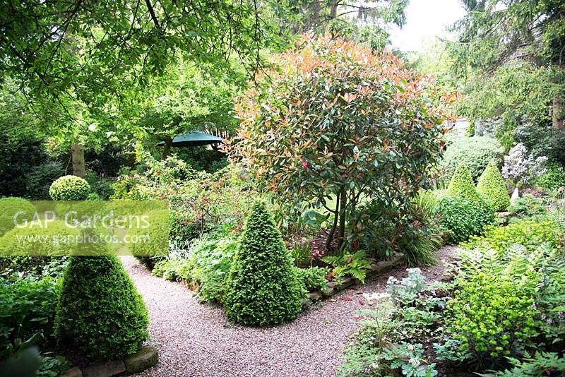 Shaded small town garden with mixed beds with Buxus - Box - topiary near gravel path  