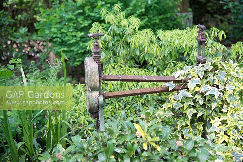 Old Victorian mangle with Hedera - Ivy 