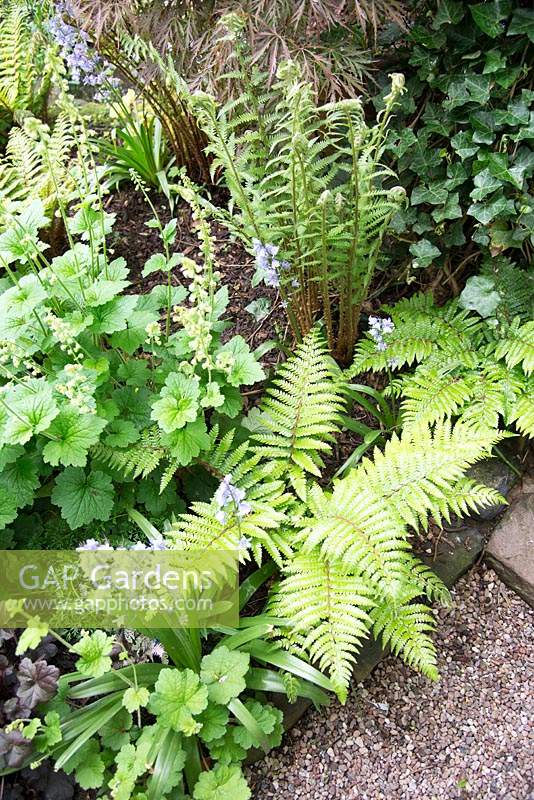 Shaded border with ferns and other perennials 