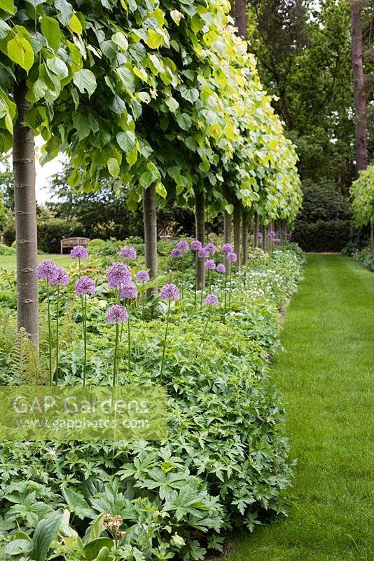 The Pleached Lime Walk with Allium 'Gladiator'. 