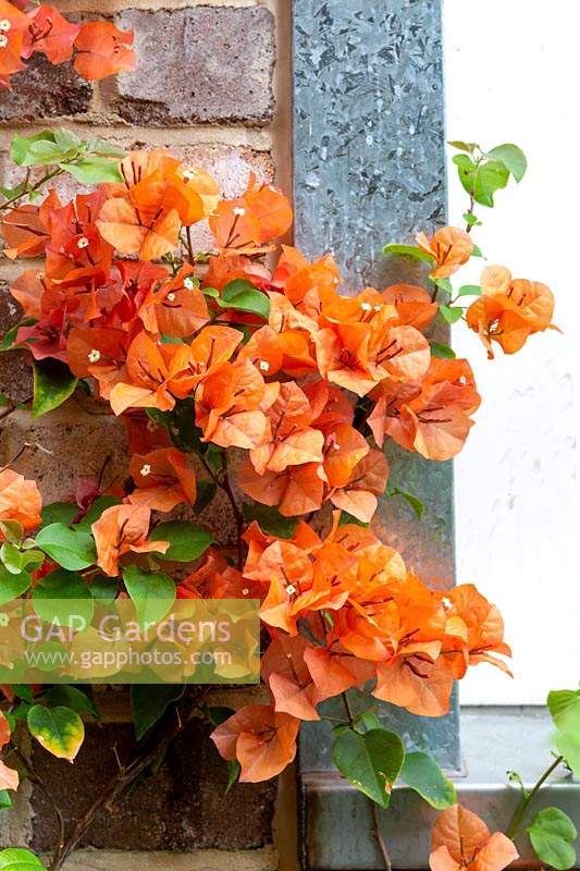Detail of a Bougainvillea glabra, 'Orange Glory', vine with showy orange bracts growing next to a brick wall