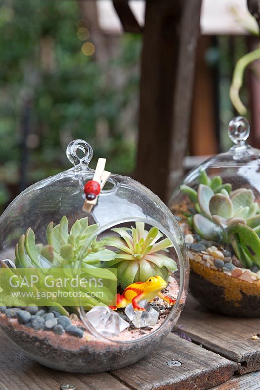 Two glass globe planters displayed on a timber bench with succulents, a plastic frog and crystals
