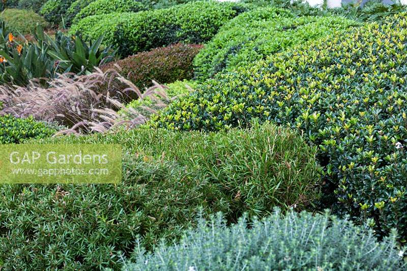 Topiary garden featuring: Westringia fruticosa - Coastal Rosemary, Callistemon - Bottlebrush and Rhaphiolepis - Indian Hawthorn