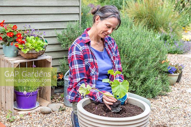 Woman planting a potted Courgette 'Ambassador' into a vegetable planter