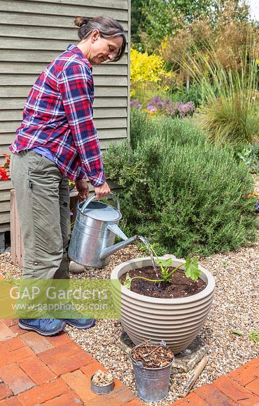 Woman watering a recently-planted vegetable planter using a metal watering can
