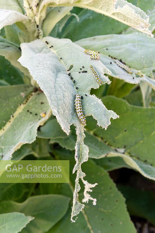 The Mullein caterpillar on Stachys leaves
