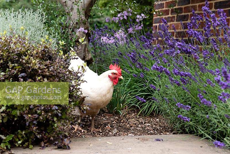 A chicken has free range to explore the shrub bed 