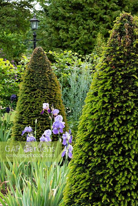 Bed with Iris and Taxus - Yew - topiary cones or pyramids
