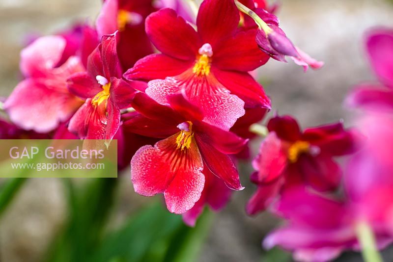 Cambria 'Nelly Isler' - Orchid 