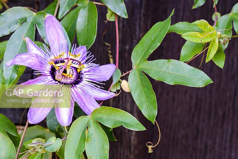 Passiflora 'Betty Myles Young' - Passion flower 'Betty Myles Young'