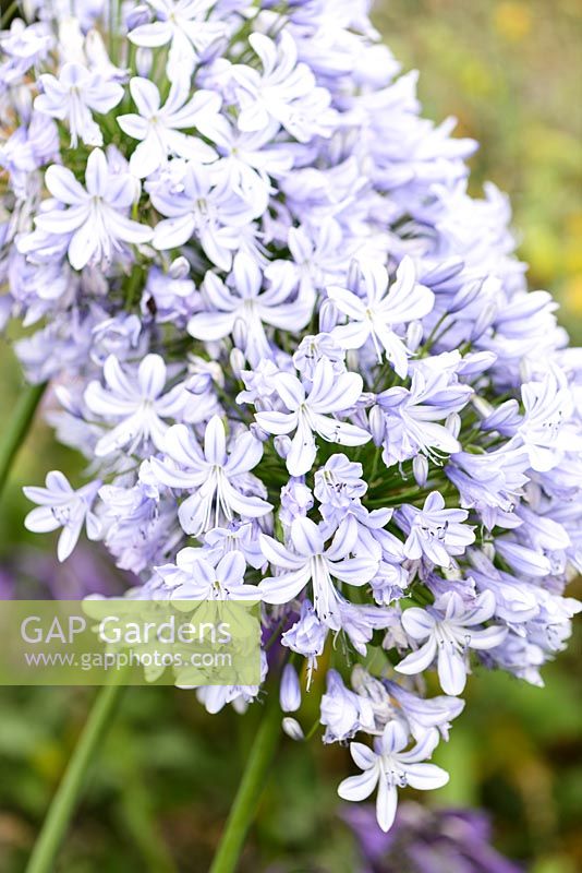 Agapanthus 'Summer Days' - African Lily 'Summer Days' 