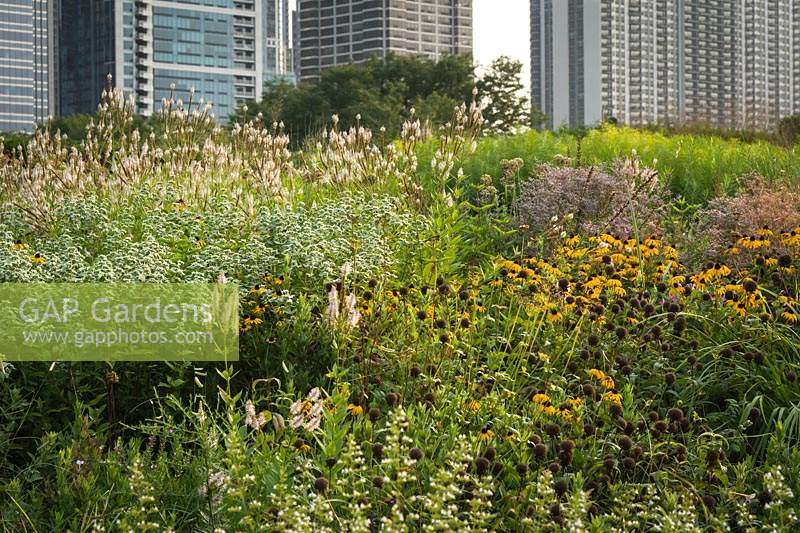 Large scale prairie-style planting with skyscrappers behind. Plants include: Pycnanthemum muticum, Veronicastrum virginicum and Rudbeckia fulgida