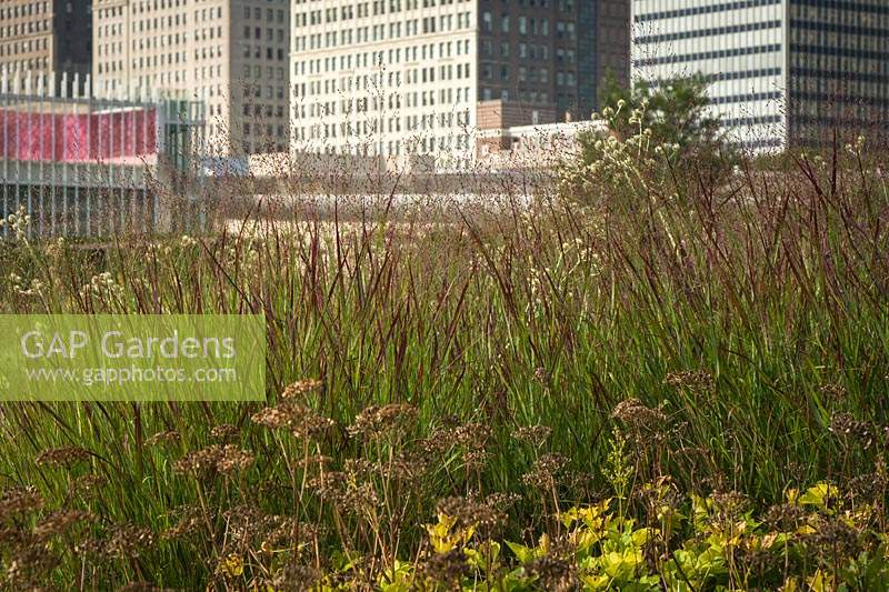 Panicum virgatum 'Shenandoah' - 'Shenandoah' Red Switch Grass in city garden. 