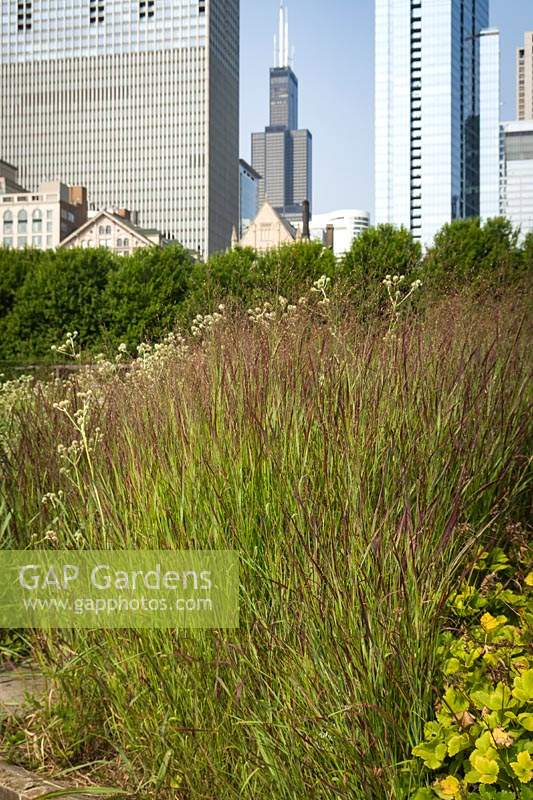 Panicum virgatum 'Shenandoah' - Red Switch Grass - one of the plantings in a park with trees and skyscrapers beyond