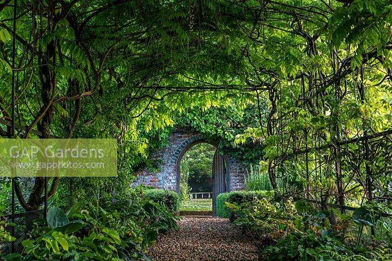 Gate as seen through Wisteria green tunnel at Boughton Monchelsea Place, Kent, UK.
