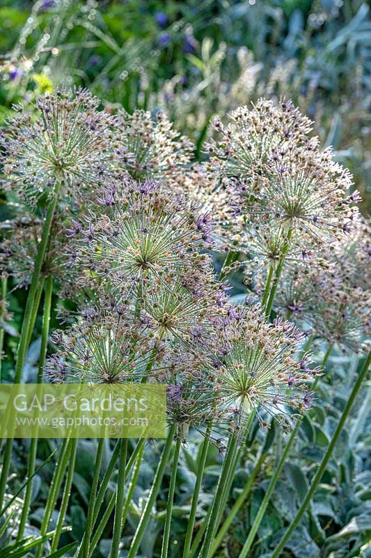 Allium hollandicum 'Purple Sensation' - Dutch garlic
