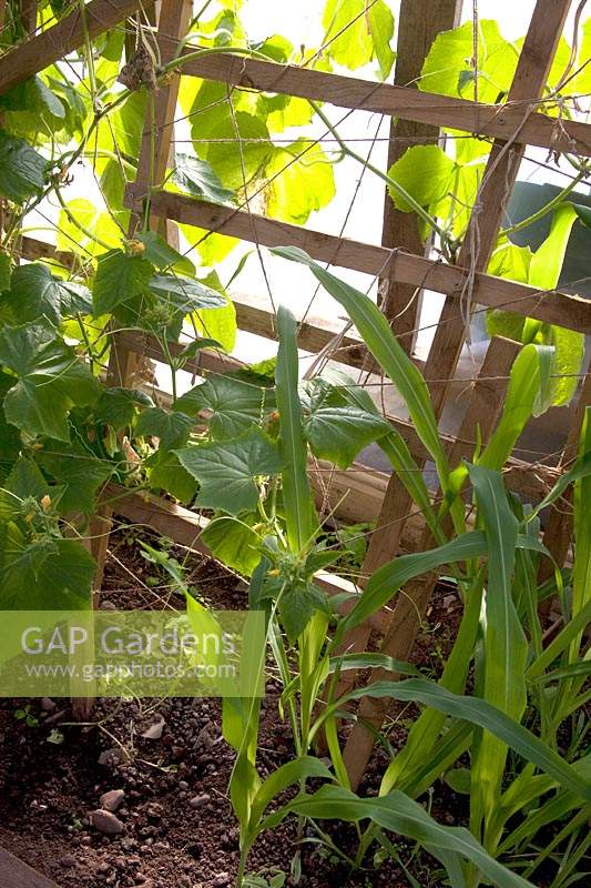 Young Zea mays - Sweetcorn - plants growing amongst other vegetables 