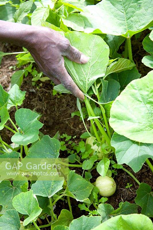 Checking the developing fruit of Curcurbita - Squash - plant by lifting up the large leaves