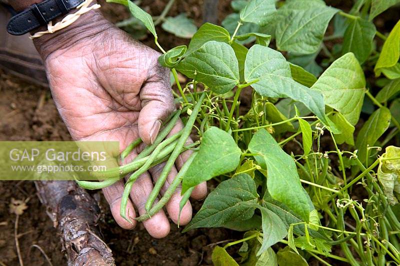 Picking Phaseolus vulgaris - French Bean