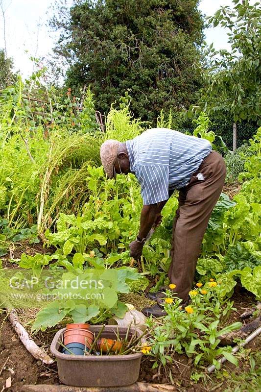 Man picking vegetables on his plot at the allotment