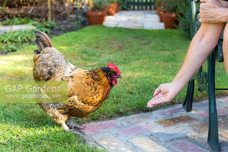 Feeding Henny a hen in a garden setting