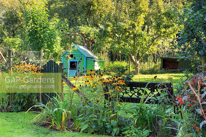 Informal country garden with Rudbeckia fulgida var. sullivantii 'Goldsturm', lawn, gate, bench and chicken run and trees