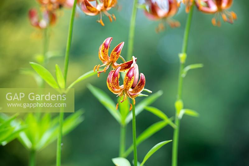 Lilium martagon 'Arabian Knight' - Turkscap Lily