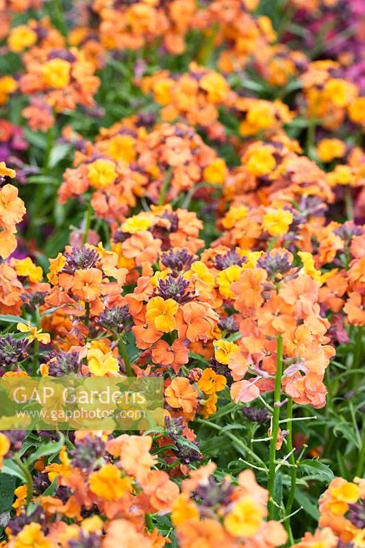 Erysimum 'Apricot Twist' - Wallflower - purple buds open to orange yellow flowers