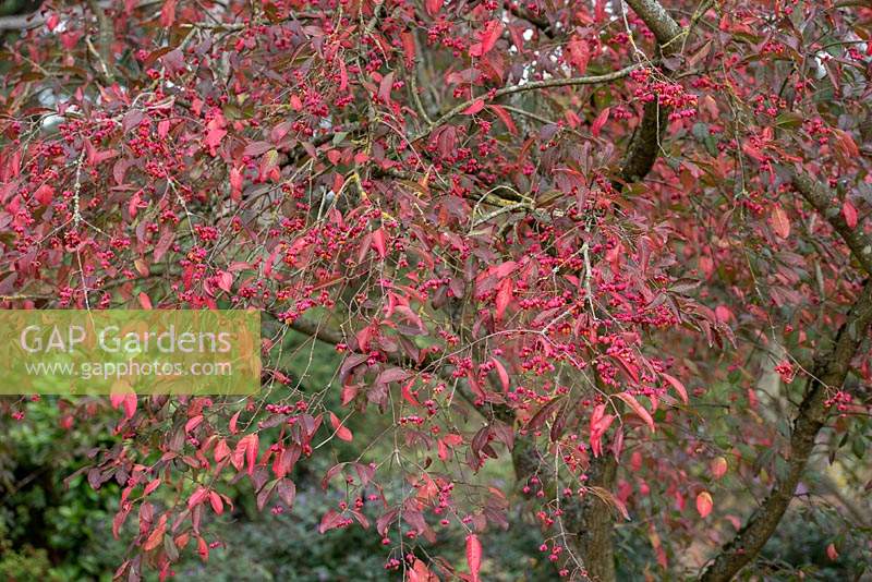 Euonymus europaeus 'Red Cascade' - Spindle Tree