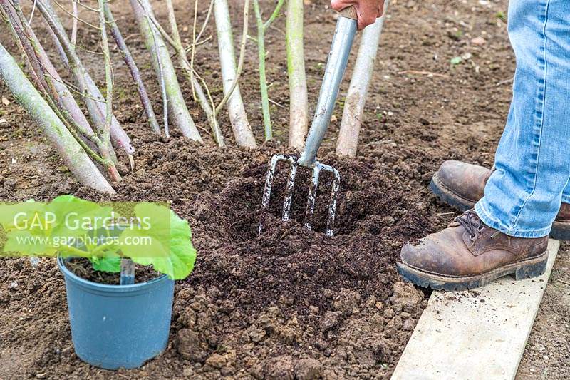 Woman using a fork to incorporate organic matter into the soil