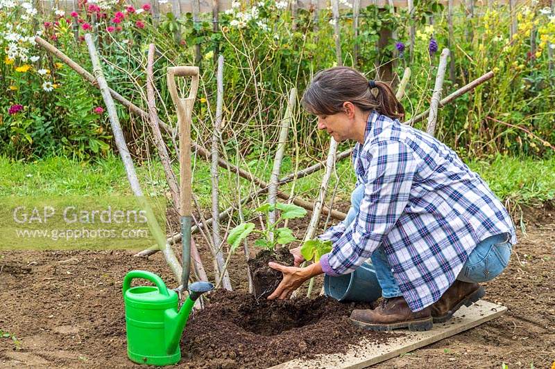 Woman planting butternut squash plant 'Hunter' next to hazel support