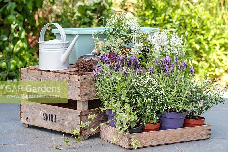 Plants and materials required to plant up a colourful summer trough. 