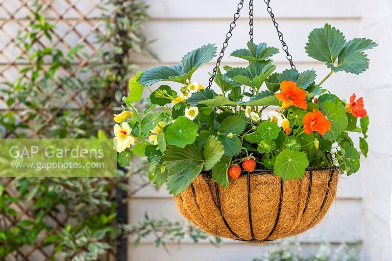 Hanging basket planted with strawberries and nasturtiums in courtyard garden. 