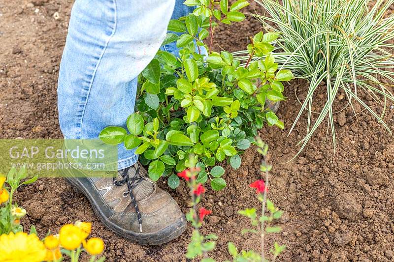 Woman using foot to firm around planted Rosa 'Lots of Kisses'. 