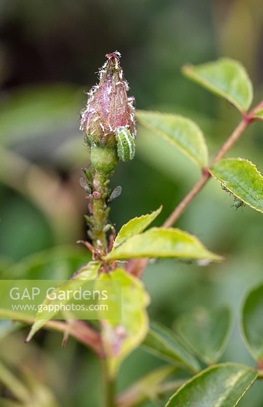 Rose with aphids and larvae. 