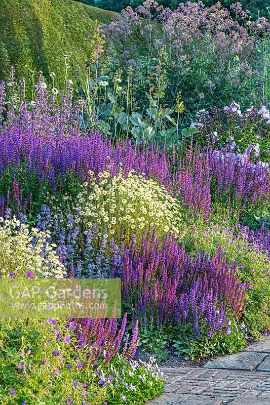 Colourful Herbaceous Border with Anthemis tinctoria and Lythrum salicaria at Town Place