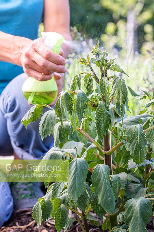 Woman using pump sprayer bottle to apply soapy water to aphid covered Dahlias