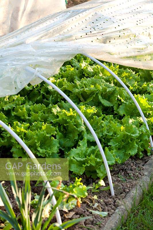 Salads growing under garden fleece cloche tunnel.