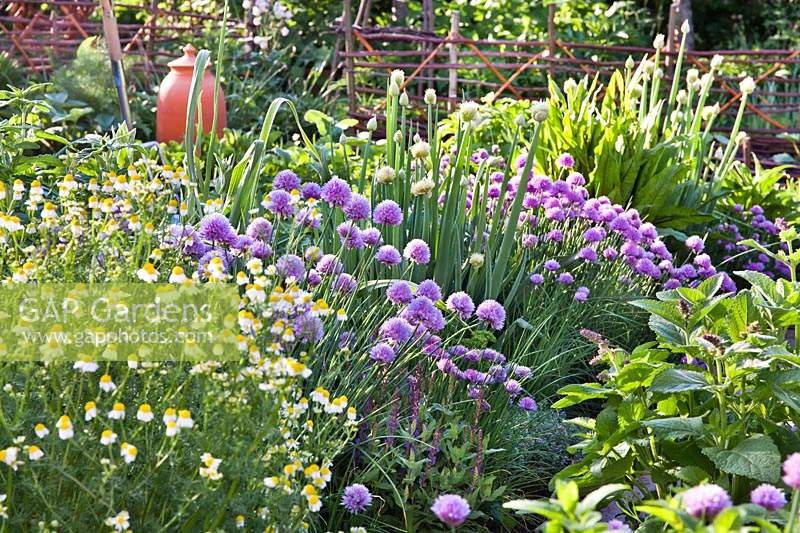 Herb beds with Matricaria chamomilla - chamomile, Allium schoenoprasum - chives, Allium fistulosum -  Welsh onion and Salvia.