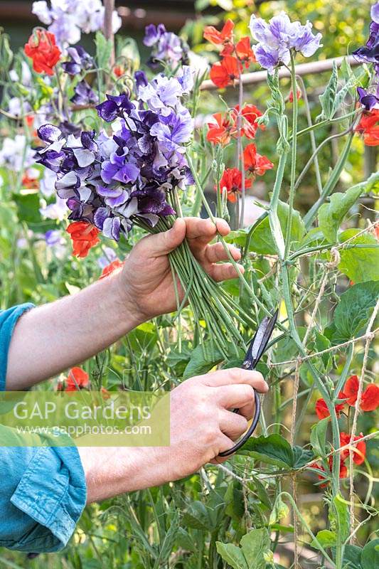 Lathyrus odoratus - Gardener cutting sweet pea flowers from a lattice twine plant support