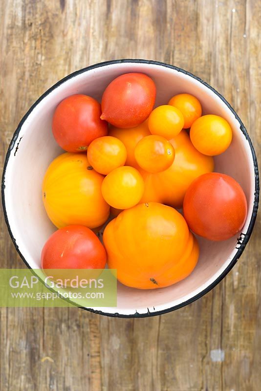 Red and yellow tomatoes in bowl