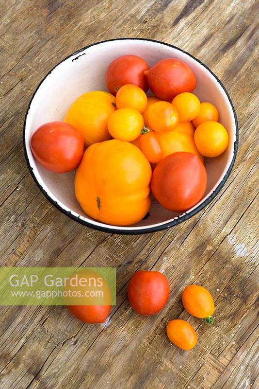 Red and yellow tomatoes in white enamel bowl