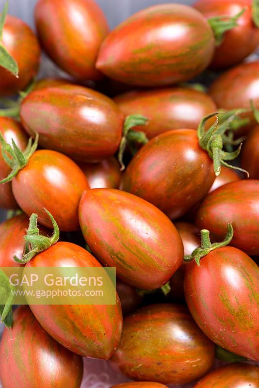 Harvested Tomato 'Shimmer F1' - New for 2019. 