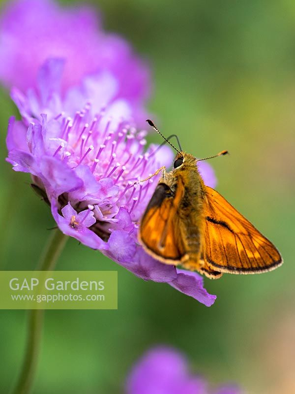 Scabiosa columbaria 'Butterfly Blue' and Skipper Butterfly - Pincushion flower - June