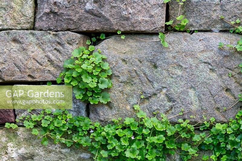 Cymbalaria muralis - Ivy-leaved toadflax growing in a sandstone retaining wall.
