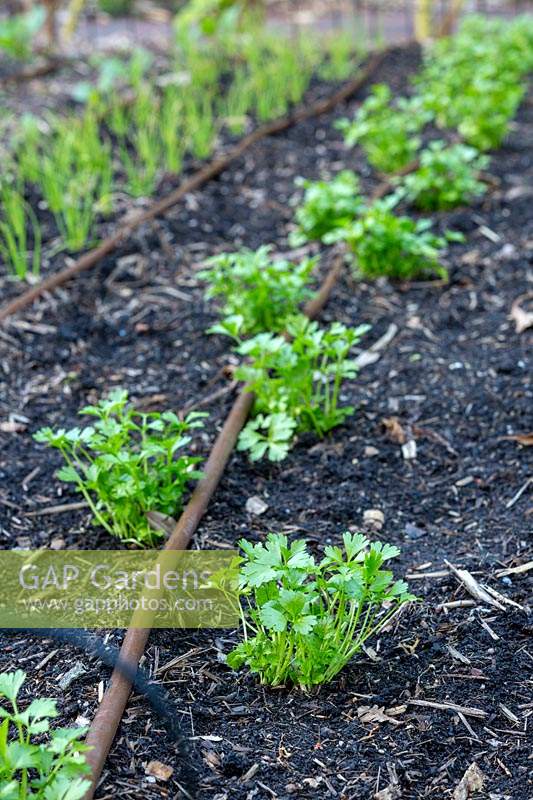 Petroselinum crispum - Flat leaf Parsley seedlings planted in rows with drip irrigation.