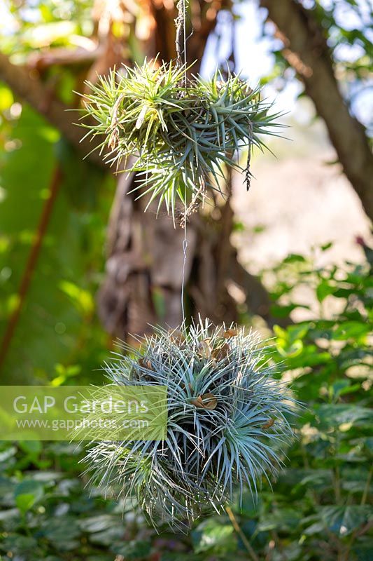 Tillandsia - Airplant balls suspended off a tree branch in a tropical style garden.